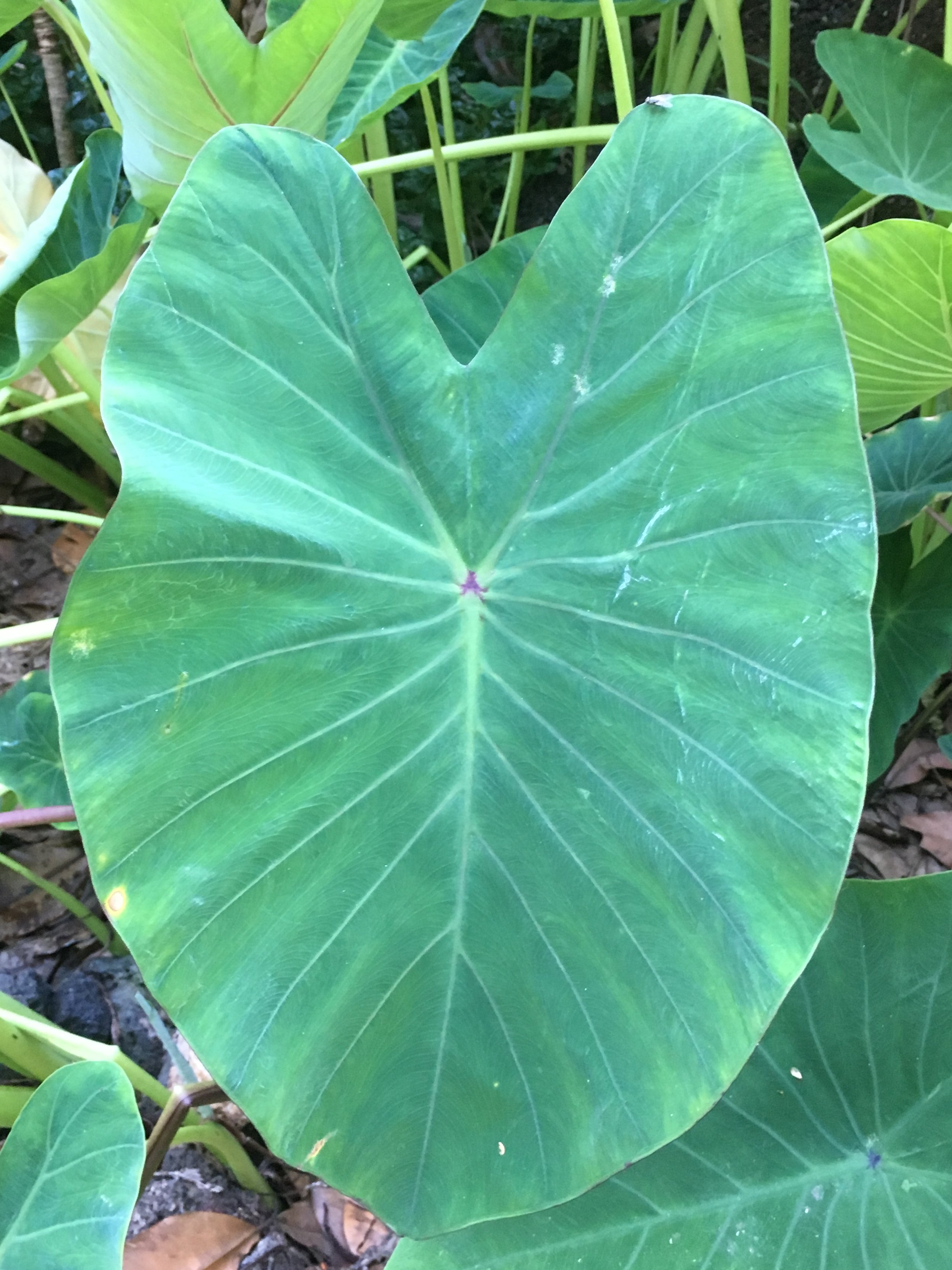 Life and harvests at Mauriora Gardens