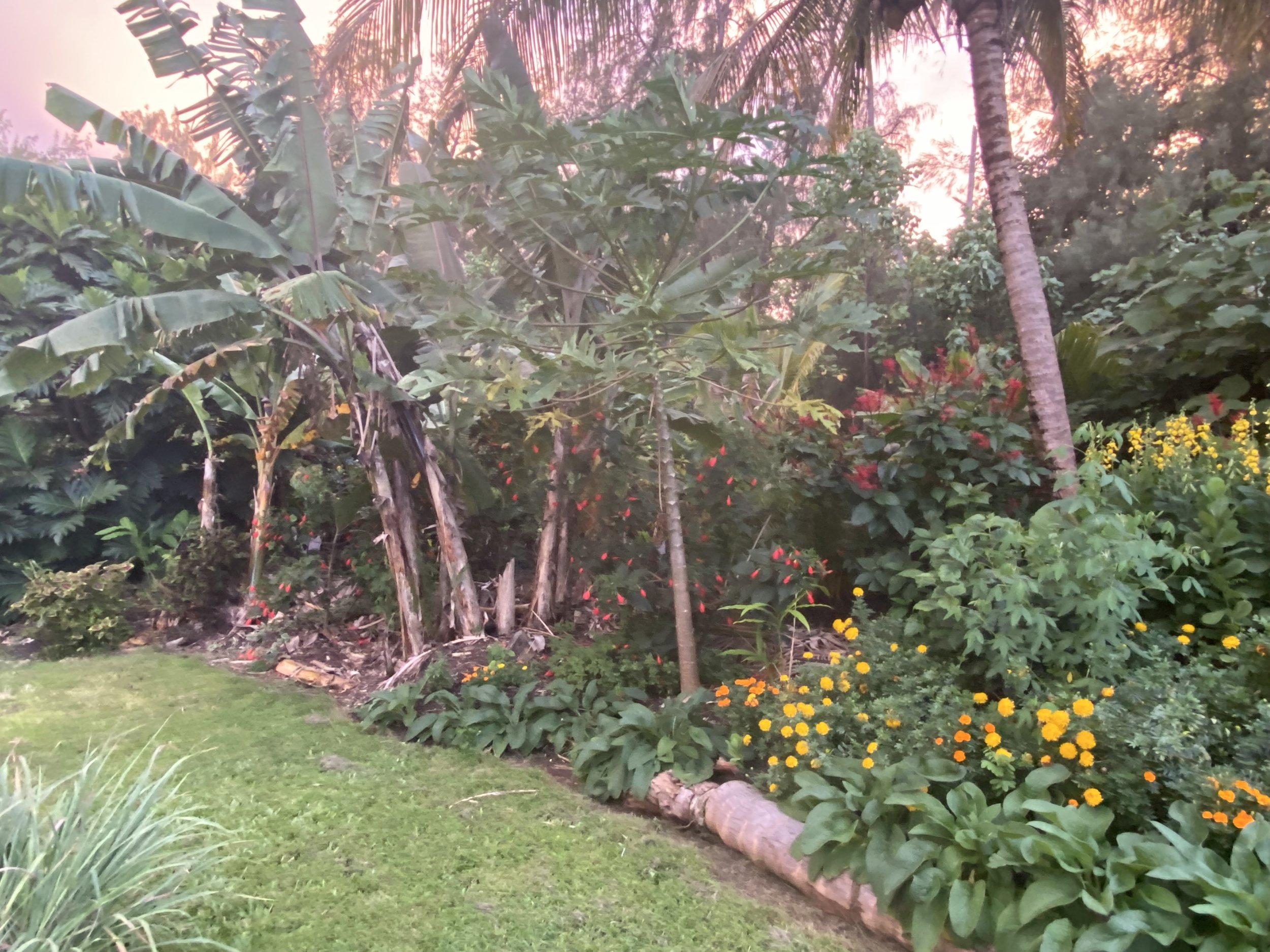 Life and harvests at Mauriora Gardens