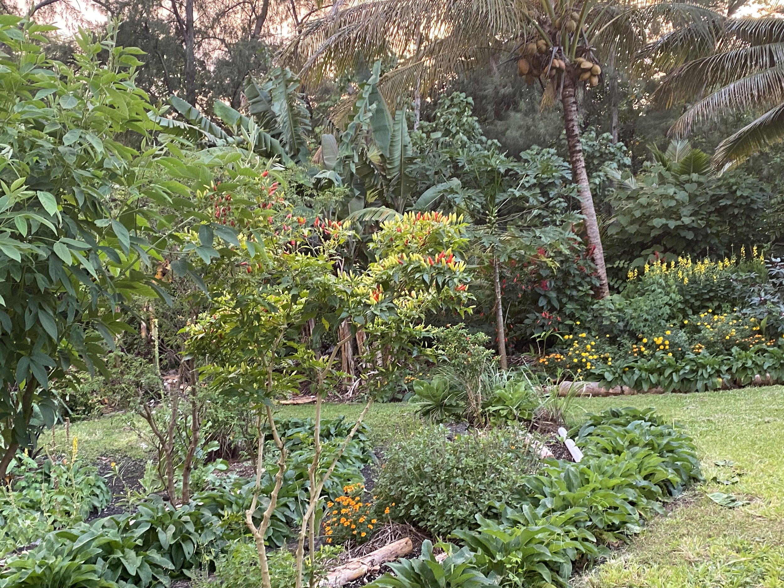 Life and harvests at Mauriora Gardens