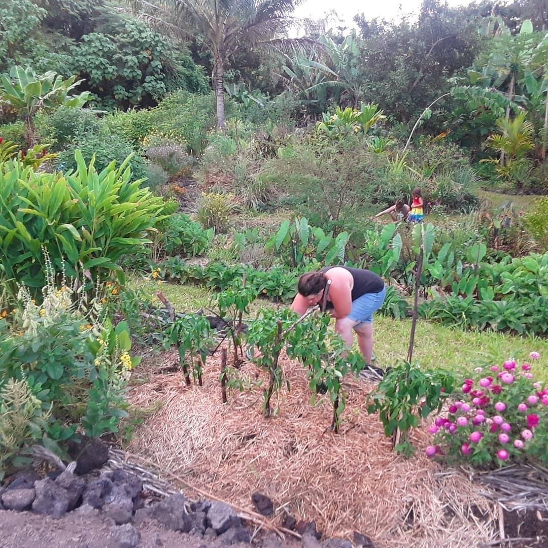 Life and harvests at Mauriora Gardens