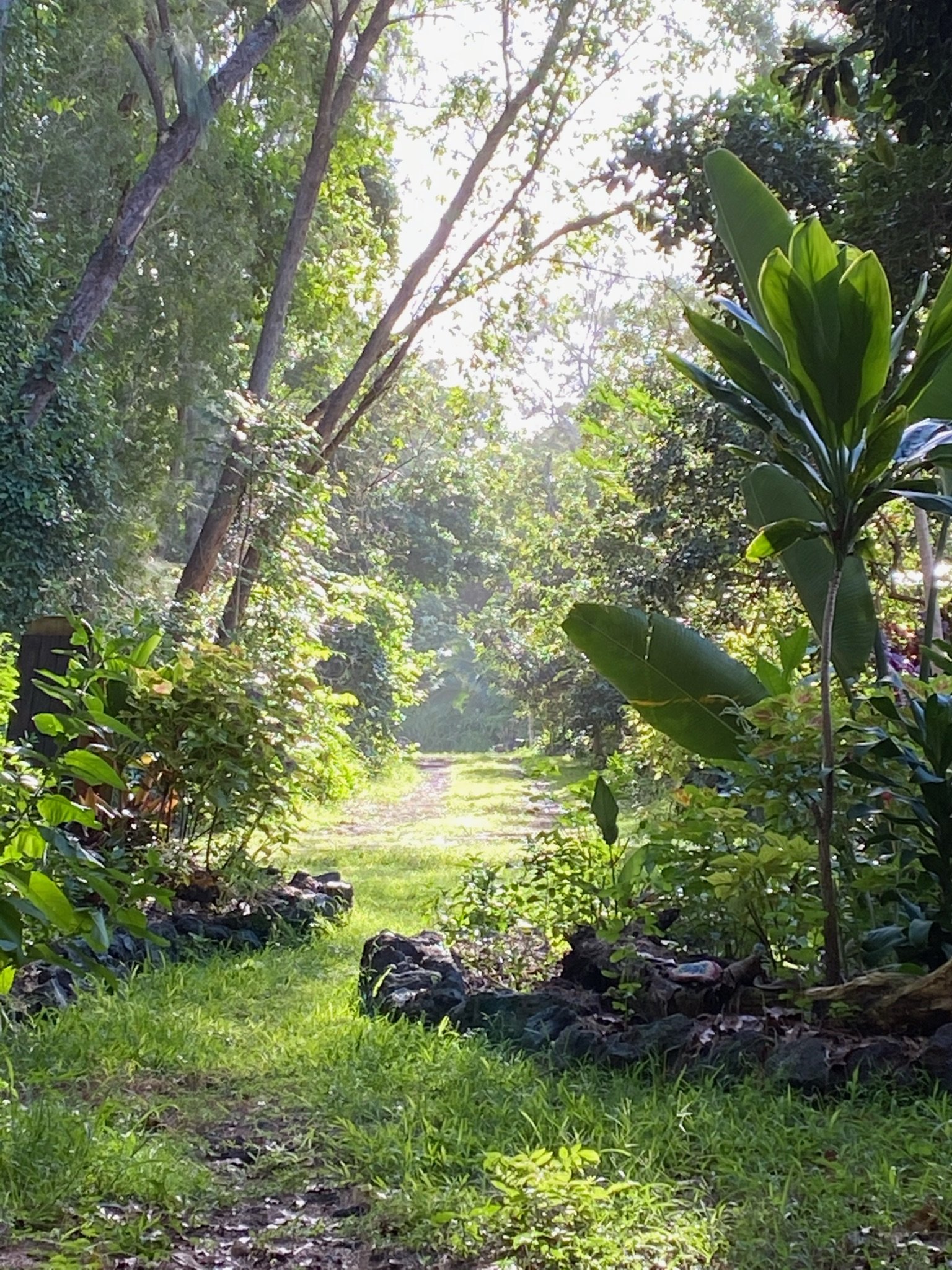 Life and harvests at Mauriora Gardens