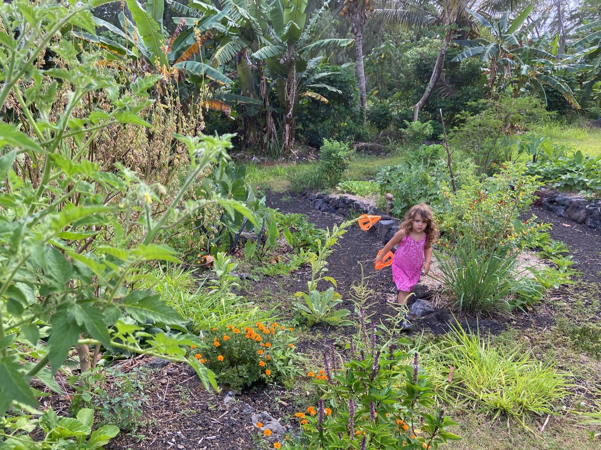 Life and harvests at Mauriora Gardens