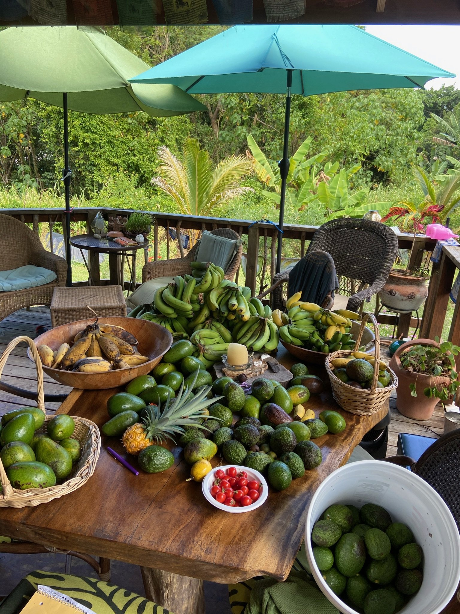 Life and harvests at Mauriora Gardens